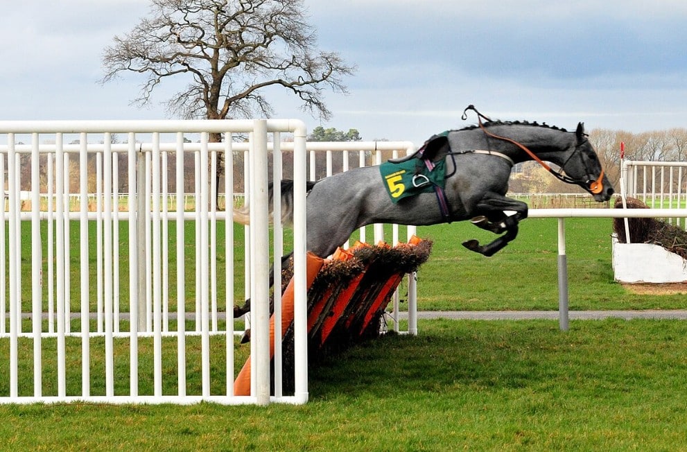 grey horse grand national