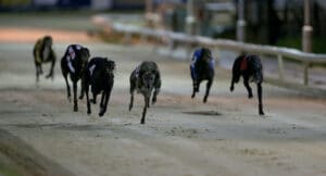 Some of the top greyhounds in training are in action at Newcastle on Tuesday night.