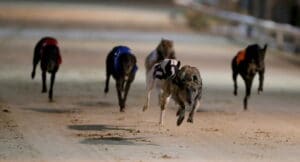 Greyhound racing action from Newcastle