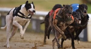 Harlow plays hosts to a quality 11-race card on Wednesday evening.