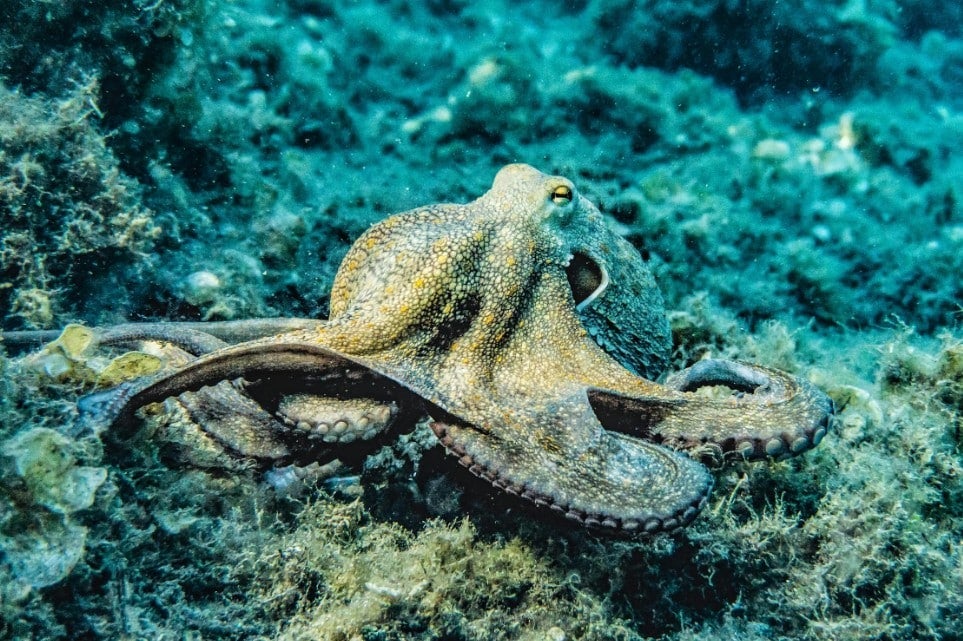 animal-predictors-sport