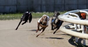 Tuesday's greyhound tips come from Sheffield