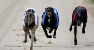 Sunderland greyhounds