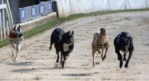 Romford Greyhound Track
