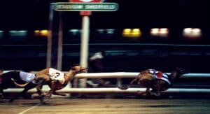 Greyhound racing at Sheffield