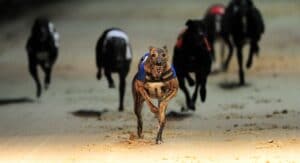 Romford has another Friday evening card for punters to follow.