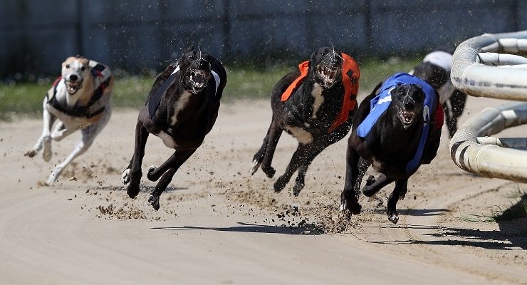 Greyhound racing remains a popular sport with punters.