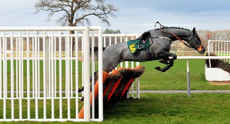 grey horse grand national
